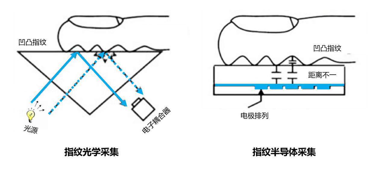 半導體指紋和光學指紋